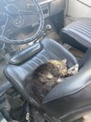 IMG_3379.jpeg